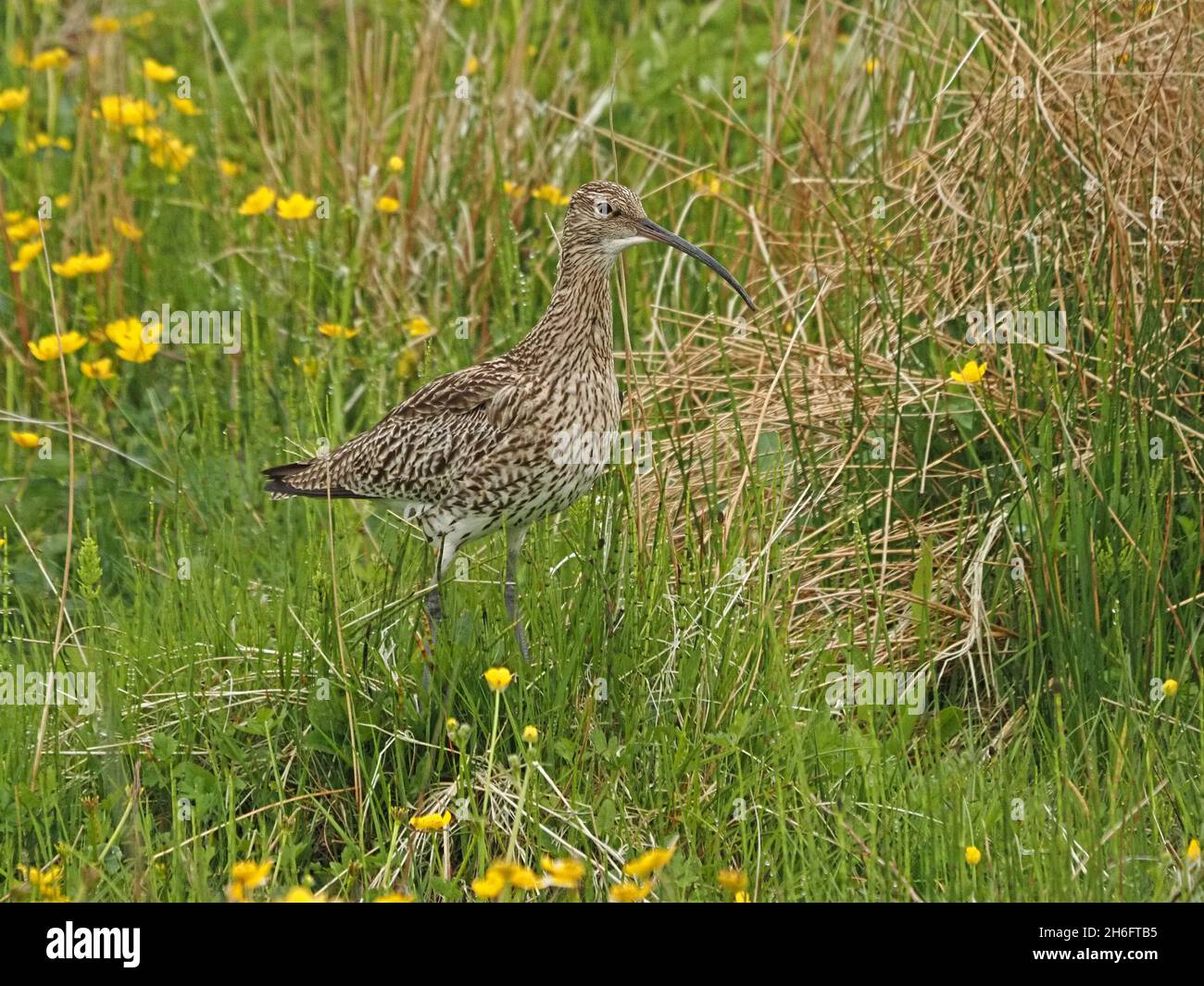 Curlew Eurasiano (Numenius arquata) con piumaggio striato in fitta prateria di rush con fiori gialli di tazzina di farfalle - Mainland, Orkney, Scozia, UK Foto Stock