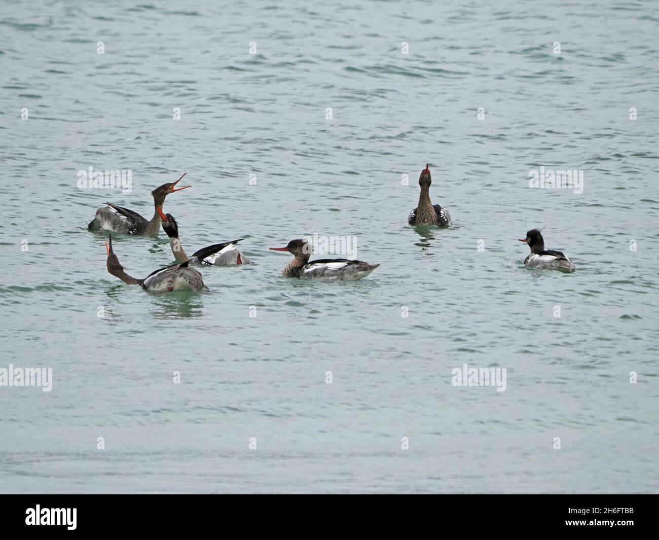 Flock galleggiante di 6 Mergus-Breasted Mergus serrator, che mostra con bollette seghettate in rilievo in mare al largo di Mainland, Orkney, Scozia, Regno Unito Foto Stock
