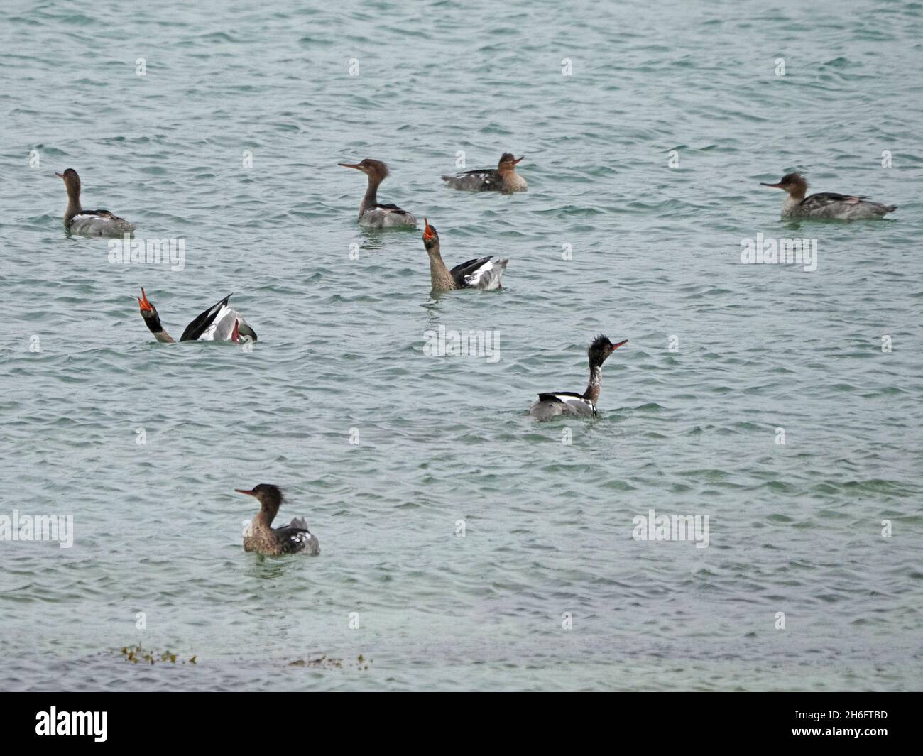 Flock galleggiante di 8 Mergus-Breasted Mergus serrator, che mostra con bollette seghettate in rilievo in mare al largo di Mainland, Orkney, Scozia, Regno Unito Foto Stock