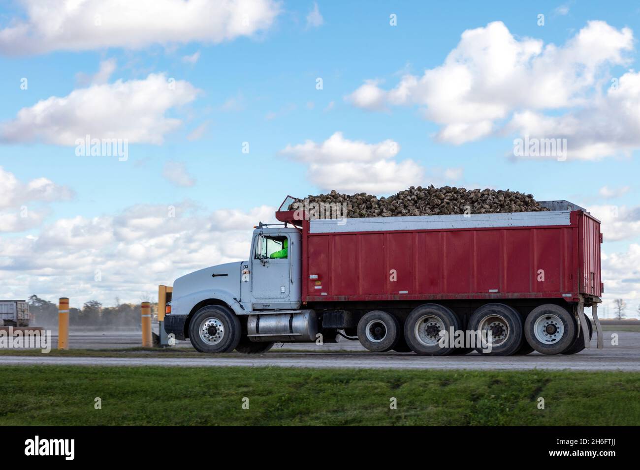 Camion che consegnano le barbabietole di zucchero raccolte al centro di raccolta, Autumn, Saginaw County, MI USA, da James D Coppinger/Dembinsky Photo Assoc Foto Stock