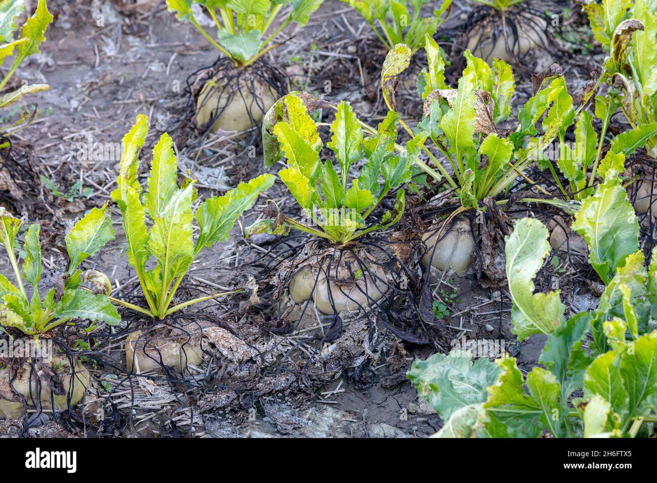 Barbabietole da zucchero mature in terra, autunno, contea di Saginaw, Michigan, Stati Uniti, Di James D Coppinger/Dembinsky Photo Assoc Foto Stock