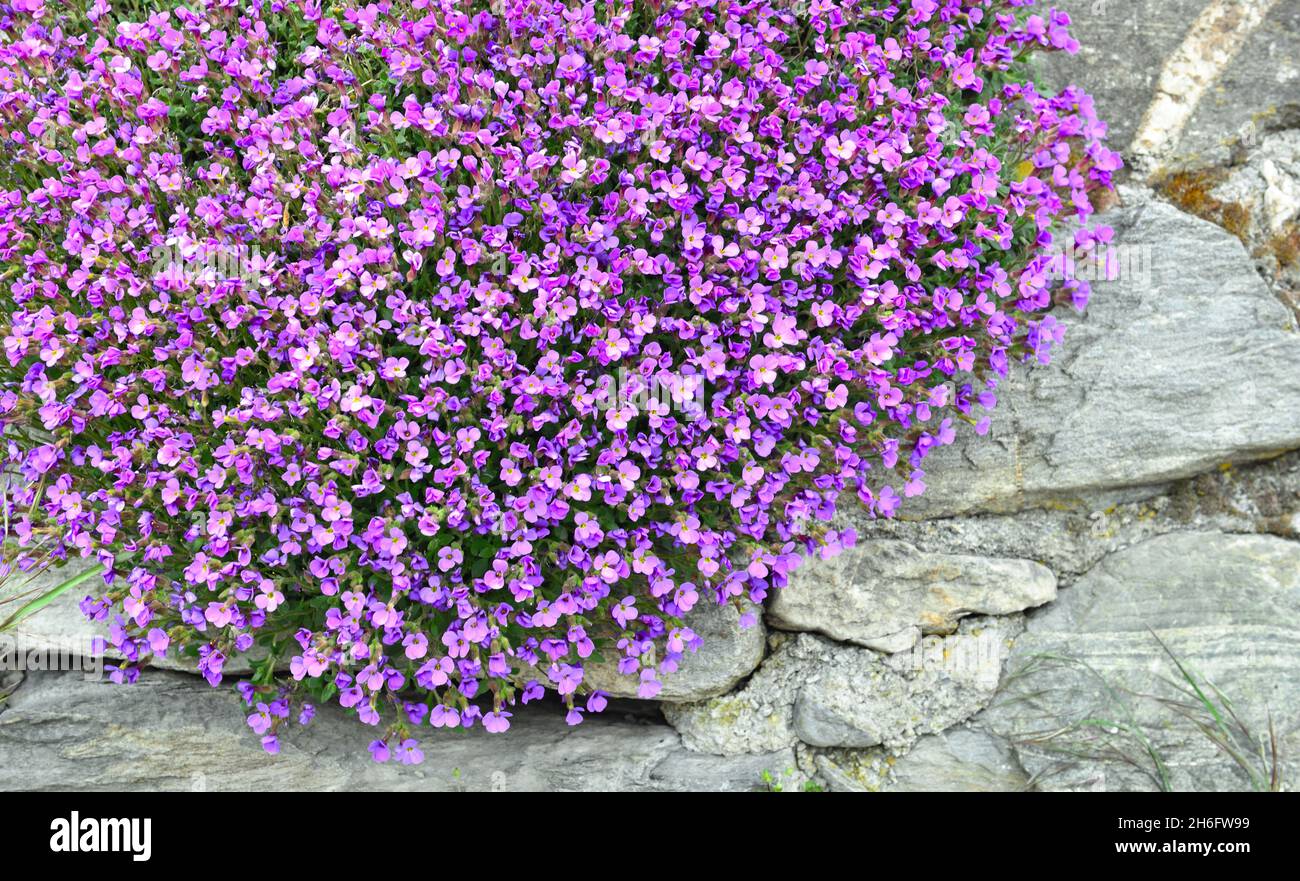 closeup su bel cespuglio di fiori di campana viola che fioriscono sopra un muro Foto Stock