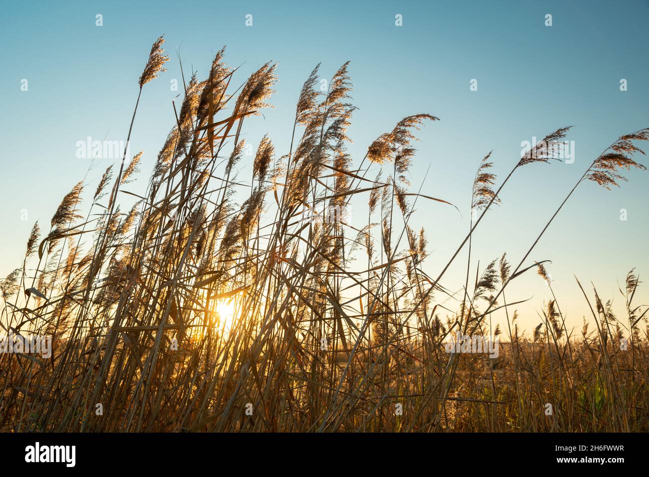 Il sole dietro le alte erbe e il cielo blu, il giorno di ottobre Foto Stock