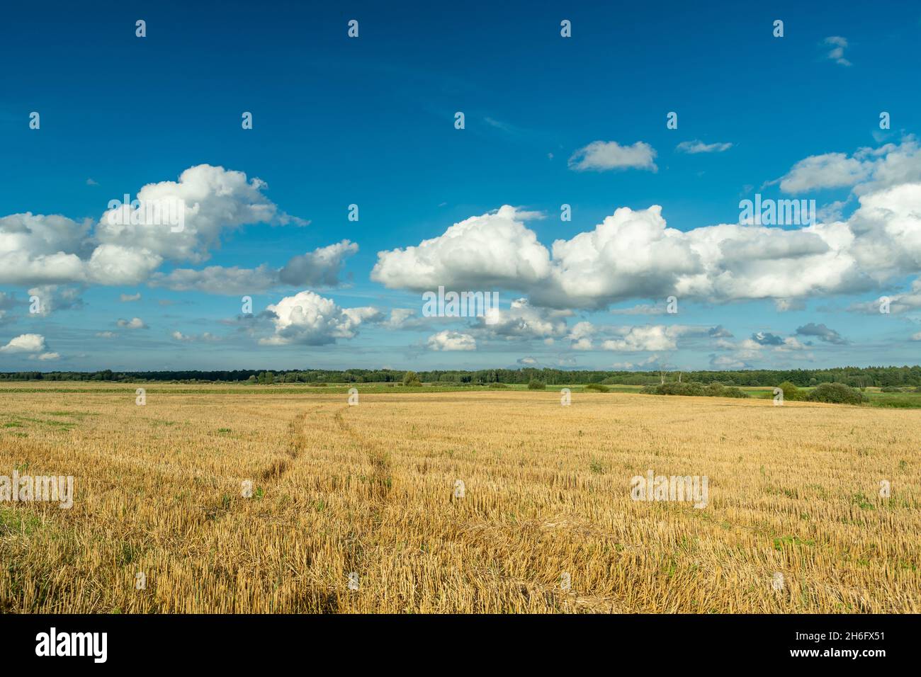 Tracce di una ruota su un campo stellato e nuvole bianche su un cielo blu, Czulczyce, Polonia Foto Stock