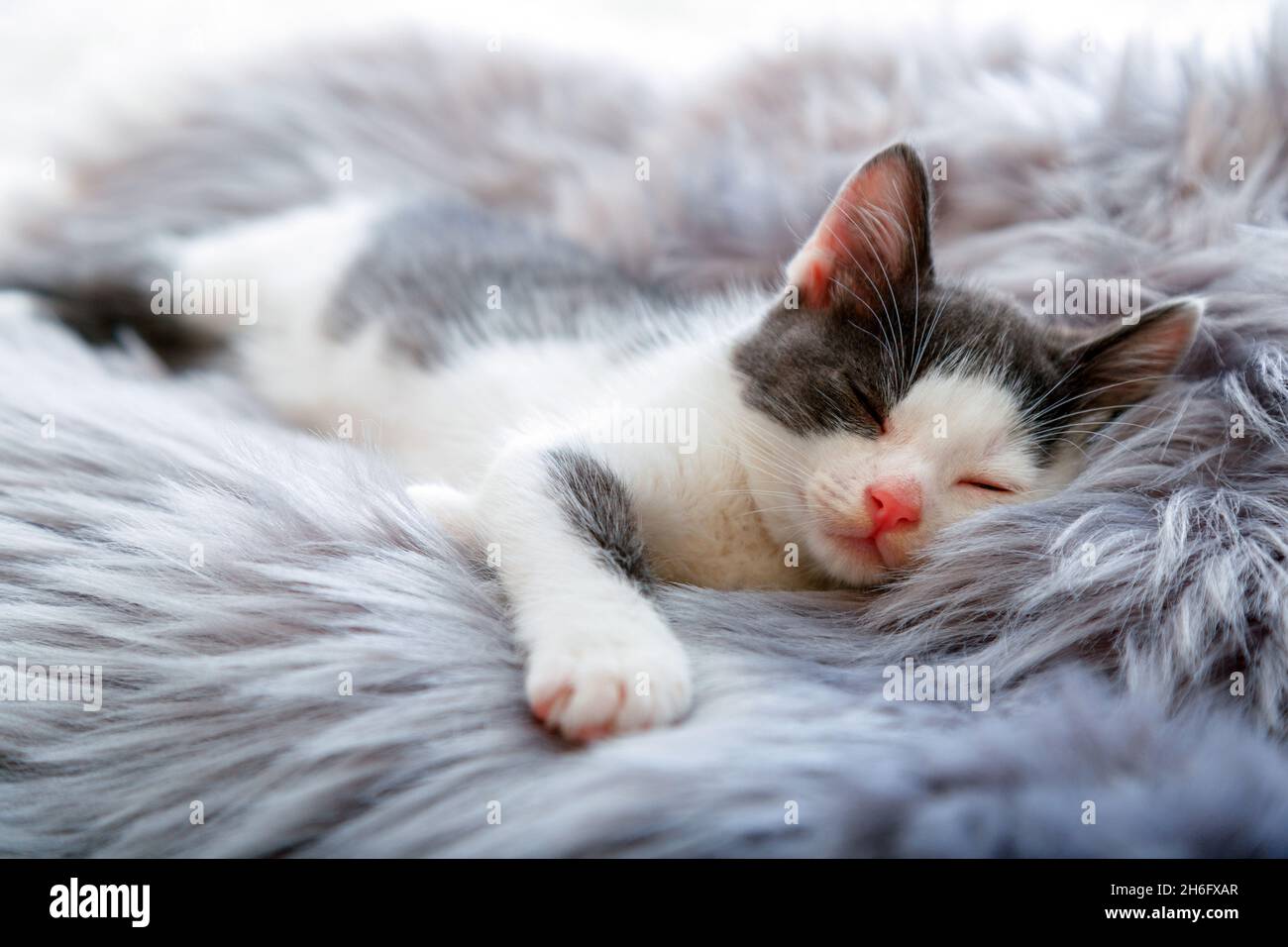 Gattino felice dormire su grigio soffice plaid. Cat comodamente nap relax in un accogliente letto di casa. Cucciolo animale con naso rosa hanno sogni dolci. Foto Stock