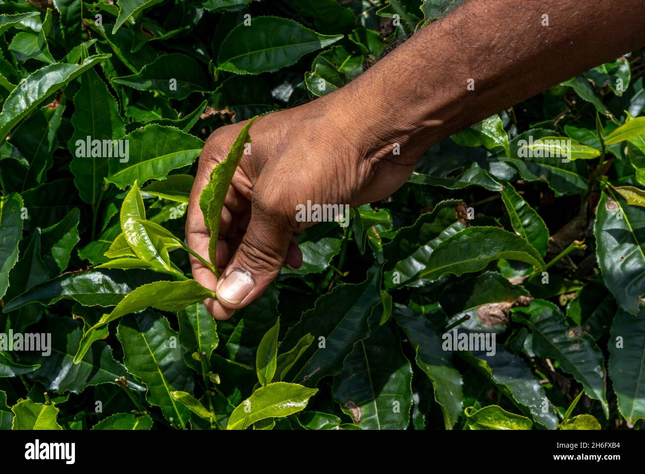 L'uomo dipendente della compagnia di tè tiene germoglio di tè contro sfondo di campo di piantagione. Seleziona il tipo di tè migliore per le importazioni. Primo piano di g fresco Foto Stock
