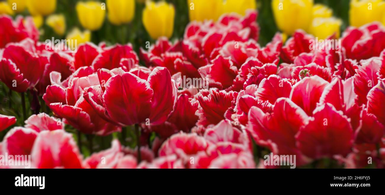 Tulipani rossi e gialli sbocciano in giardino in primavera. Bellissimo sfondo di fiori di primavera. Messa a fuoco morbida e illuminazione brillante. Sfondo sfocato giardino Foto Stock