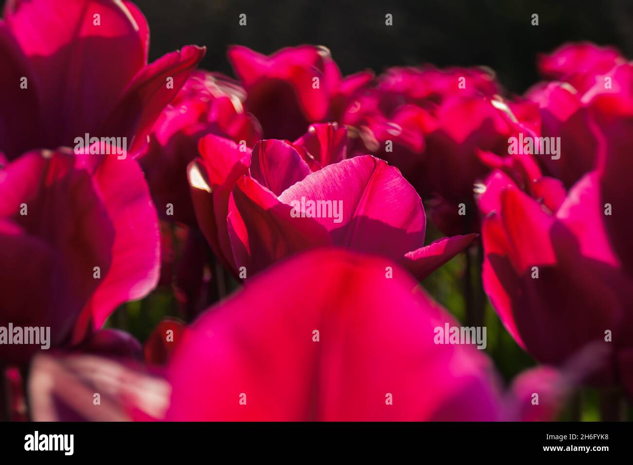 Giardino rosa tulipani. Fiori di primavera magenta brillante in primo piano luce solare. Bellissimo sfondo floreale viola brillante. Il concetto di amore e romanticismo, Mo Foto Stock