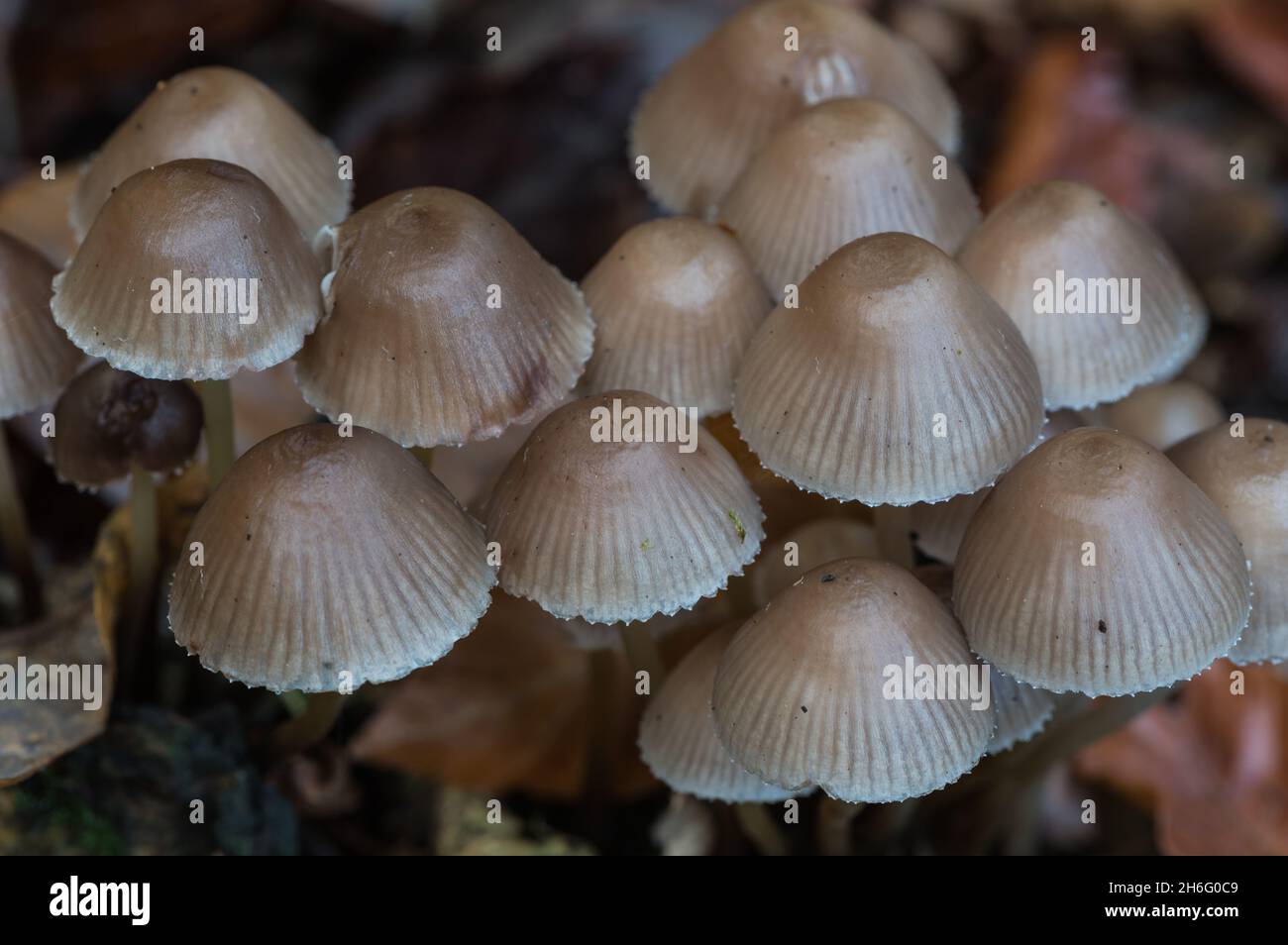 Fungo - Bonnet Clustered (Micena inclinata) Foto Stock