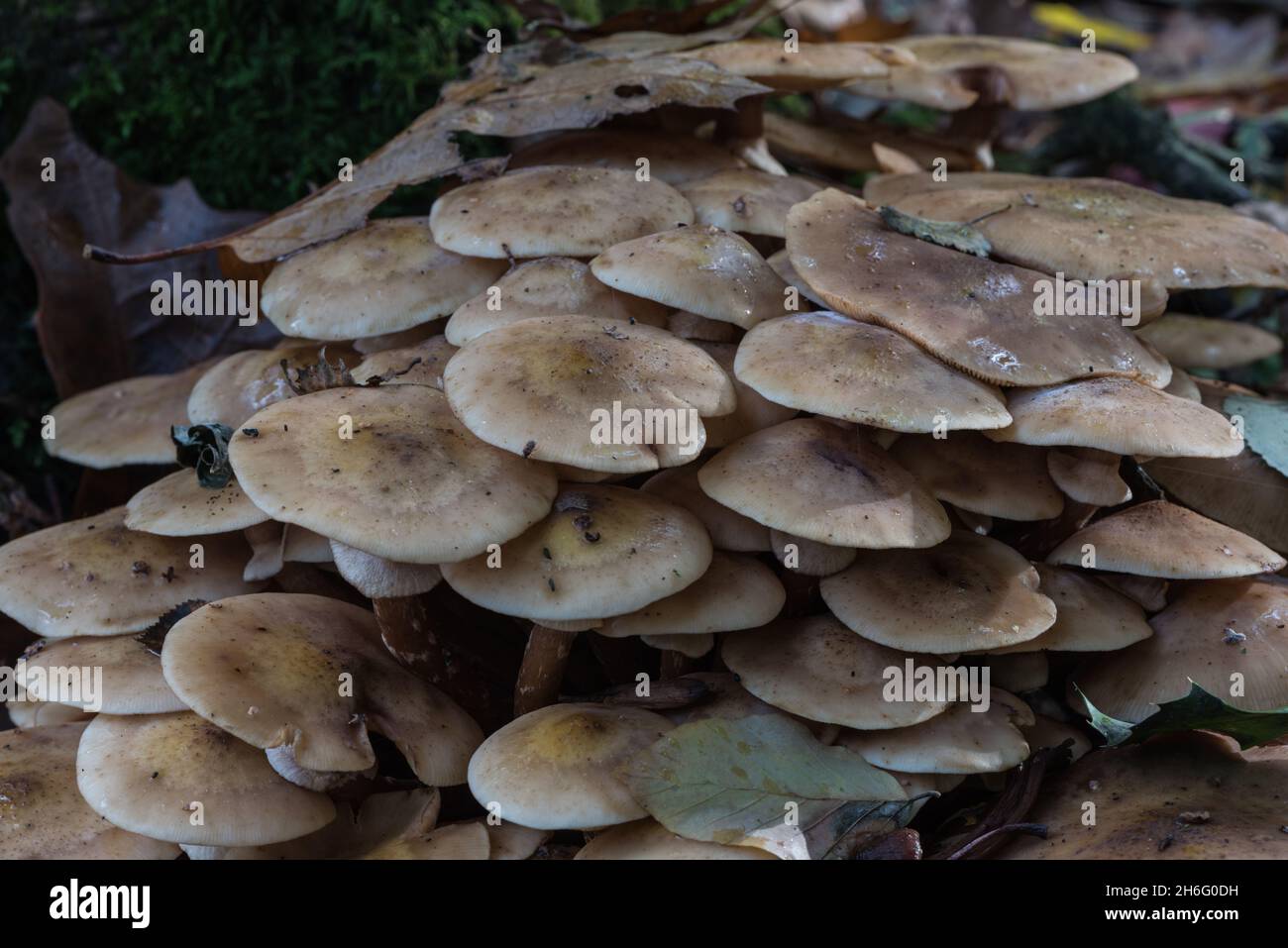 Chiodino (Armillaria mellea) Foto Stock