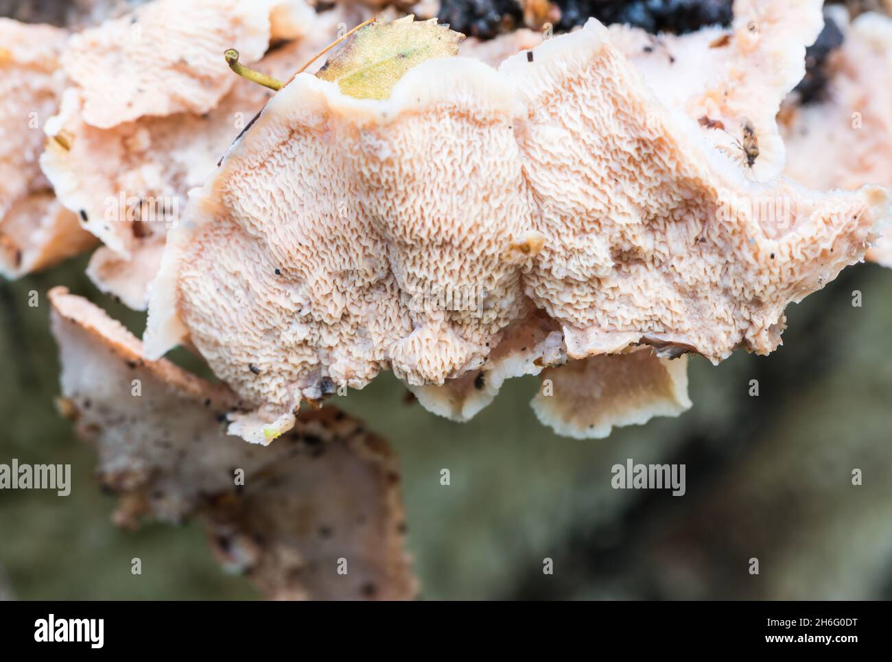 Parte inferiore di un fungo di Jelly Rot (Merulius tremellosus) Foto Stock