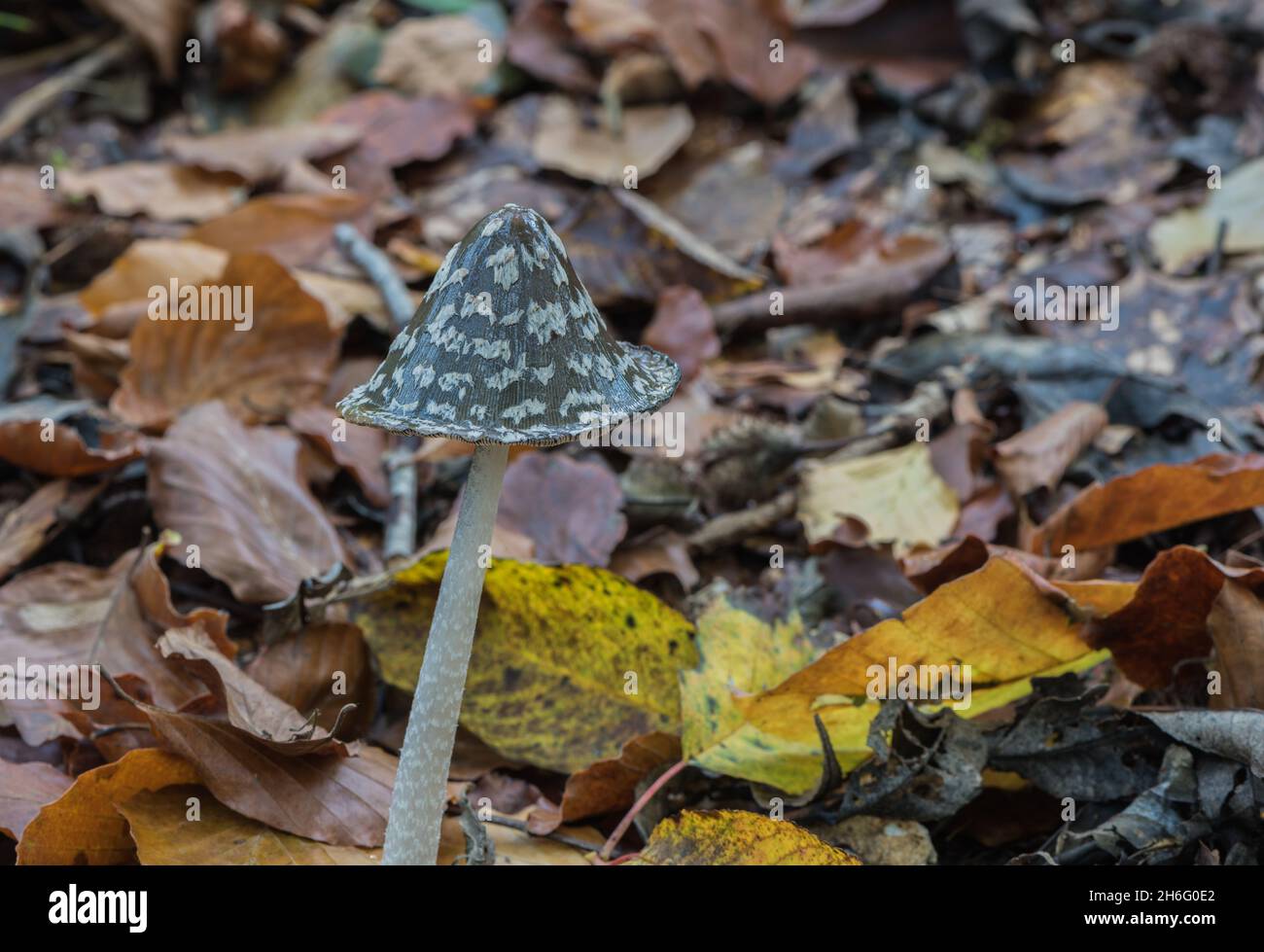 Fungo - Magpie Inkcap (Coprinopsis picacea) Foto Stock