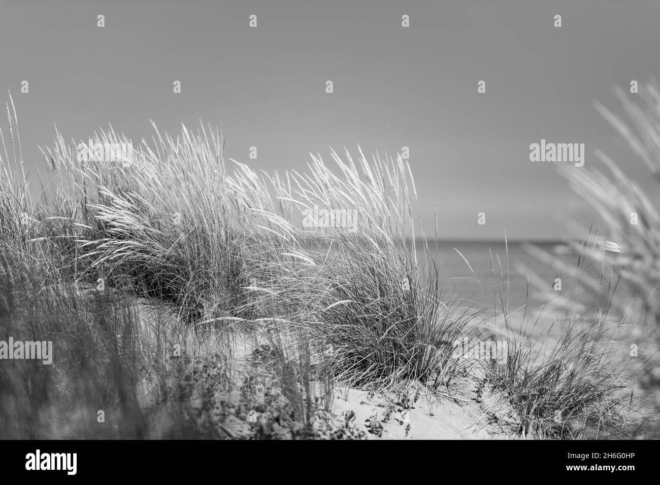 Erba costiera sulla spiaggia sul Mare Adriatico Foto Stock