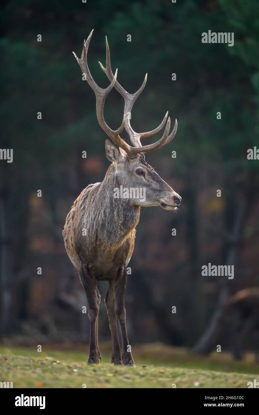 Maestoso cervo rosso nella foresta d'autunno. Animale in habitat naturale. Mammifero grande. Scena della fauna selvatica Foto Stock