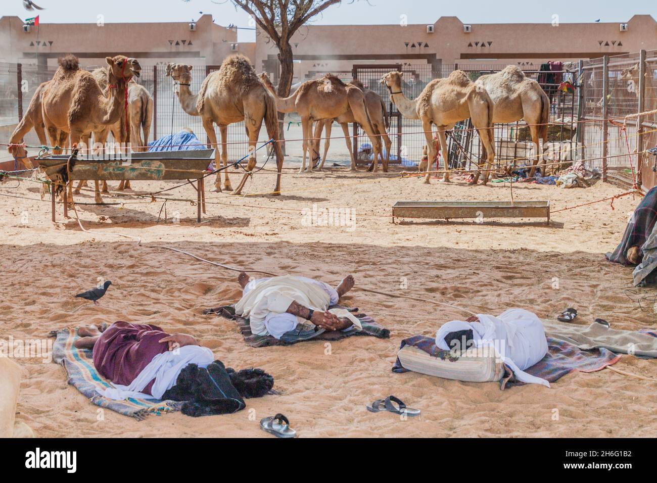 AL AIN, Emirati Arabi Uniti - 8 MARZO 2017: Venditori di cammelli stanchi al mercato animale di al Ain, Emirati Arabi Uniti Foto Stock
