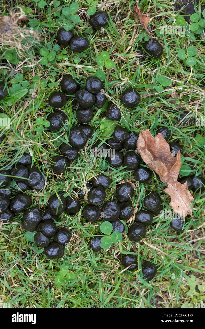 Losung vom Damwild, Dam-Wild, Damhirsch, Dam-Hirsch, Cervus dama, Dama dama, daino, daim Foto Stock