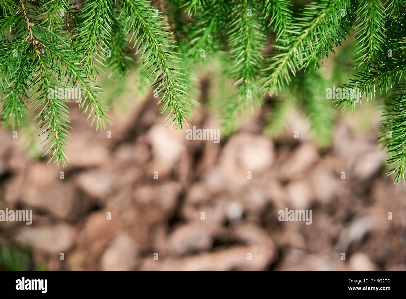 Un ramo di un abete verde in primo piano.fuoco selettivo. Spazio di copia. Foto di alta qualità Foto Stock