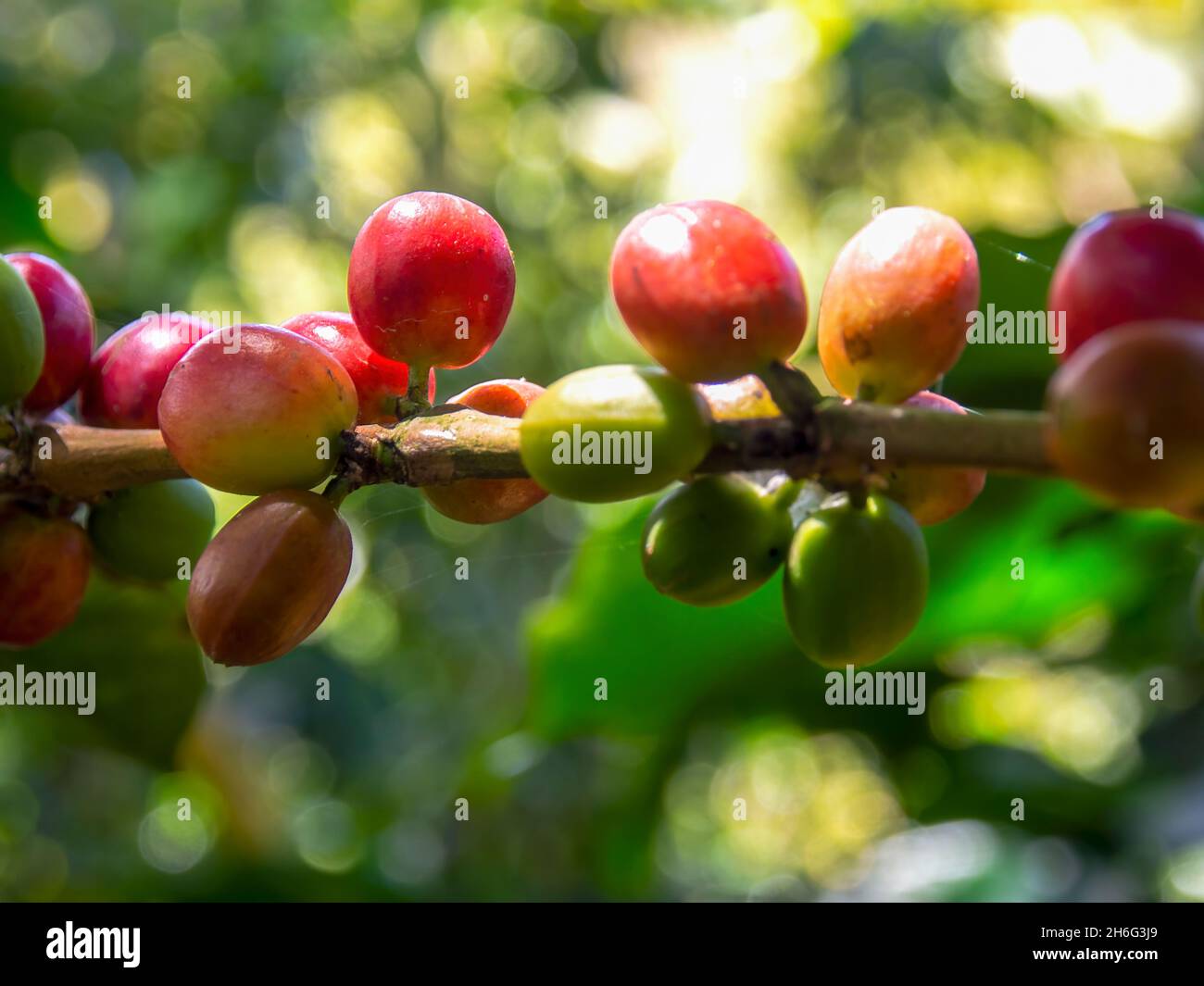 Fotografia ravvicinata di alcuni frutti di caffè nel loro ramo, catturati in una fattoria vicino alla città di Chinavita nella Colombia centrale. Foto Stock