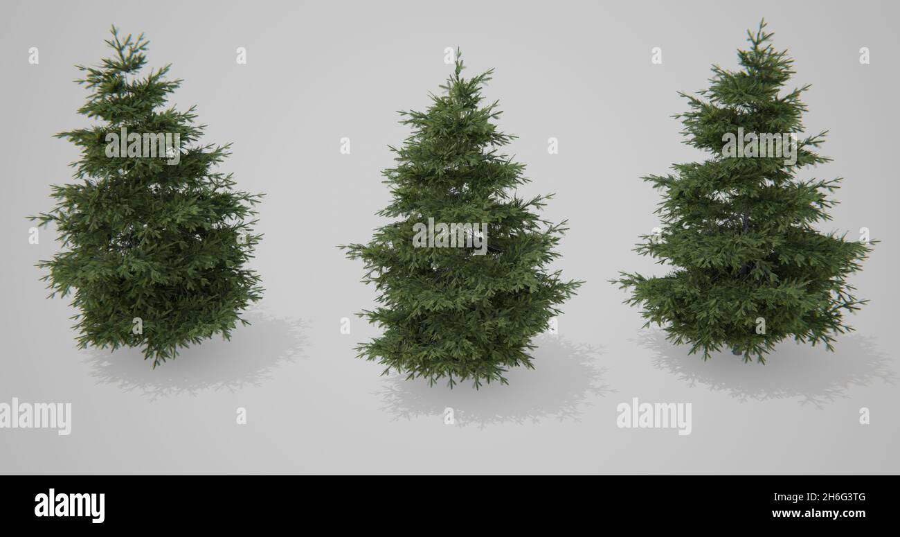 Tre alberi di Natale su sfondo bianco Foto Stock