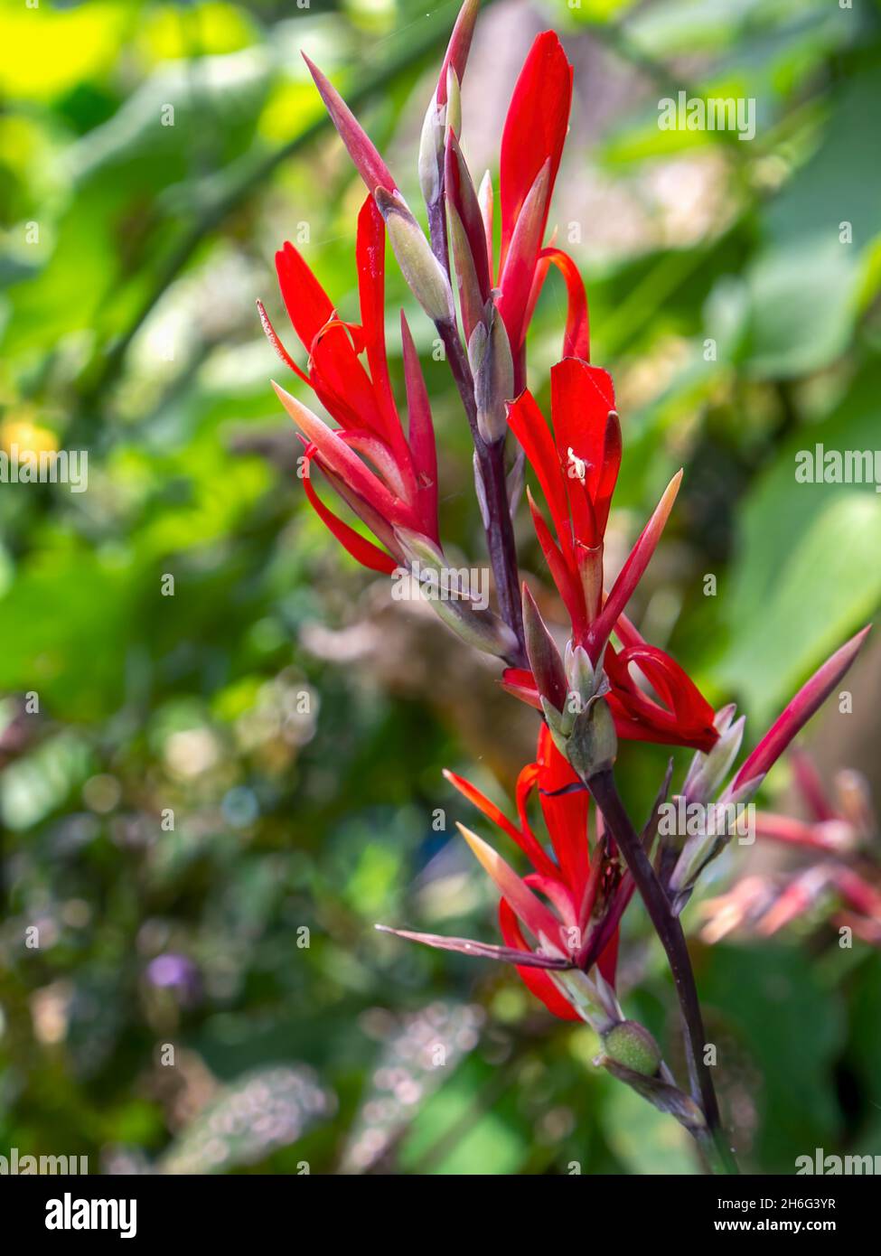 Fotografia ravvicinata dei fiori rossi della pianta indiana, catturata in una fattoria vicino alla città di Chinavita nella Colombia centrale. Foto Stock