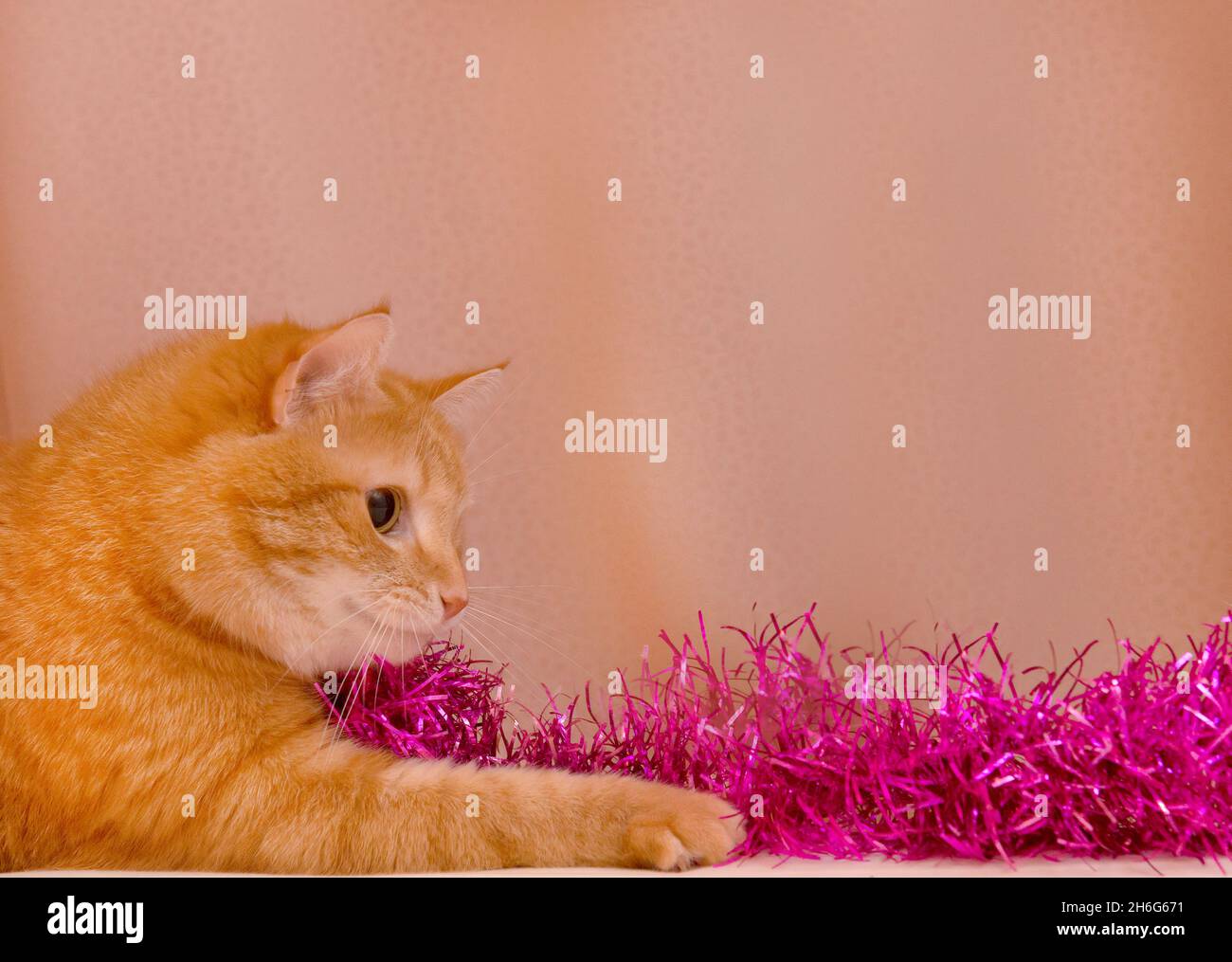Gattino tabby che gioca con Natale tinsel-gatto che gioca con le decorazioni di natale Foto Stock