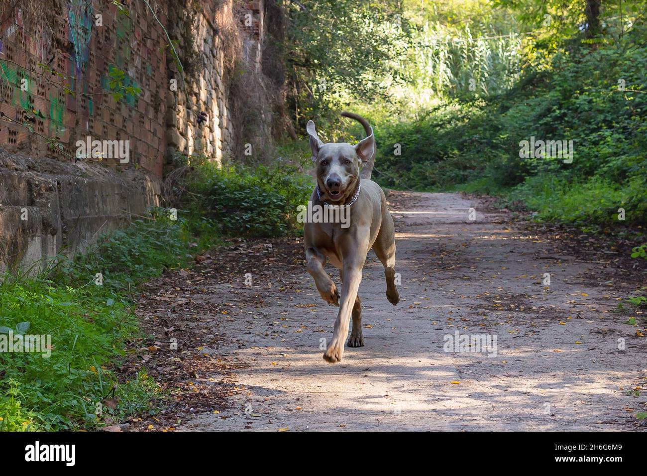 Weimaraner che corre lungo un sentiero circondato da foresta. Vista ravvicinata della testa di un cane da caccia, cane felice in una giornata di sole. Foto Stock