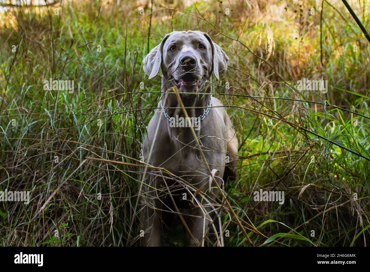 Weimaraner seduto in un campo verde. Vista ravvicinata della testa di un cane da caccia Happy Dog in una giornata di sole. Foto Stock