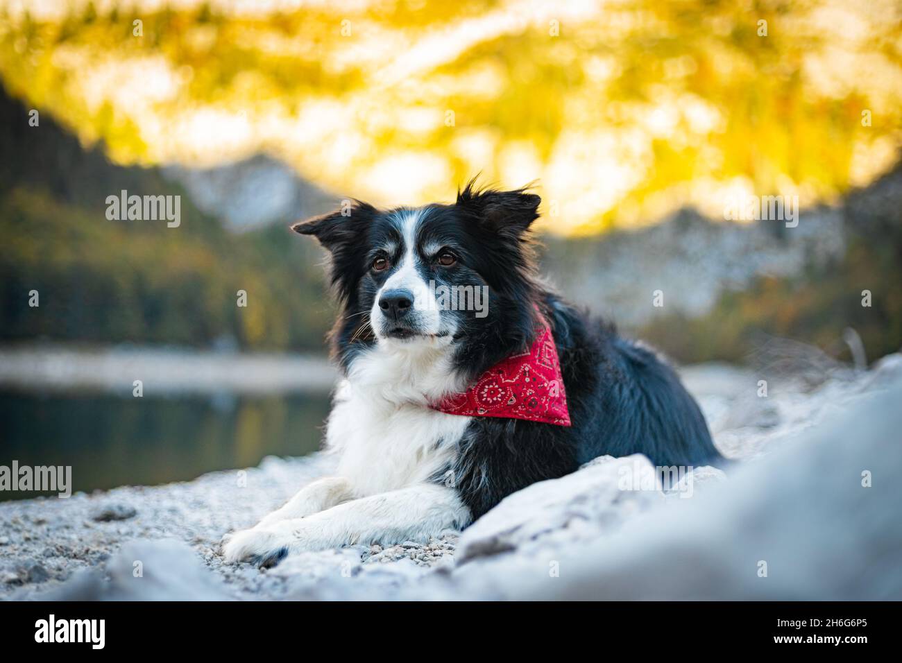 Confine Collie di fronte al lago d'austria Foto Stock