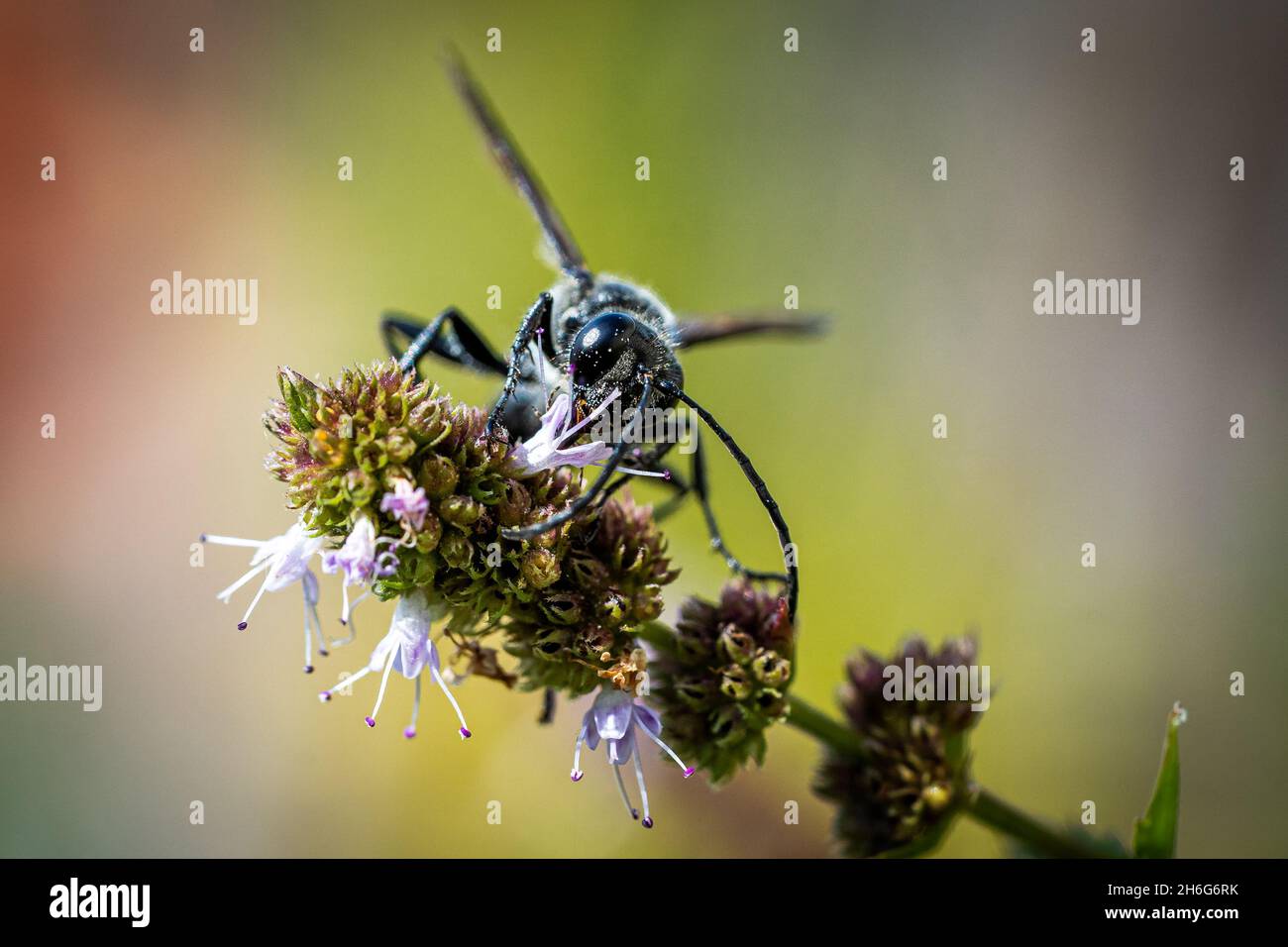 Primo piano di una macro-vita nera wasp (Sphex pensilvanicus) Foto Stock
