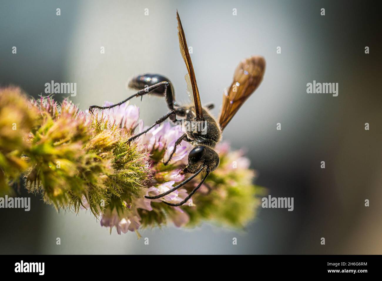 Primo piano di una macro-vita nera wasp (Sphex pensilvanicus) Foto Stock