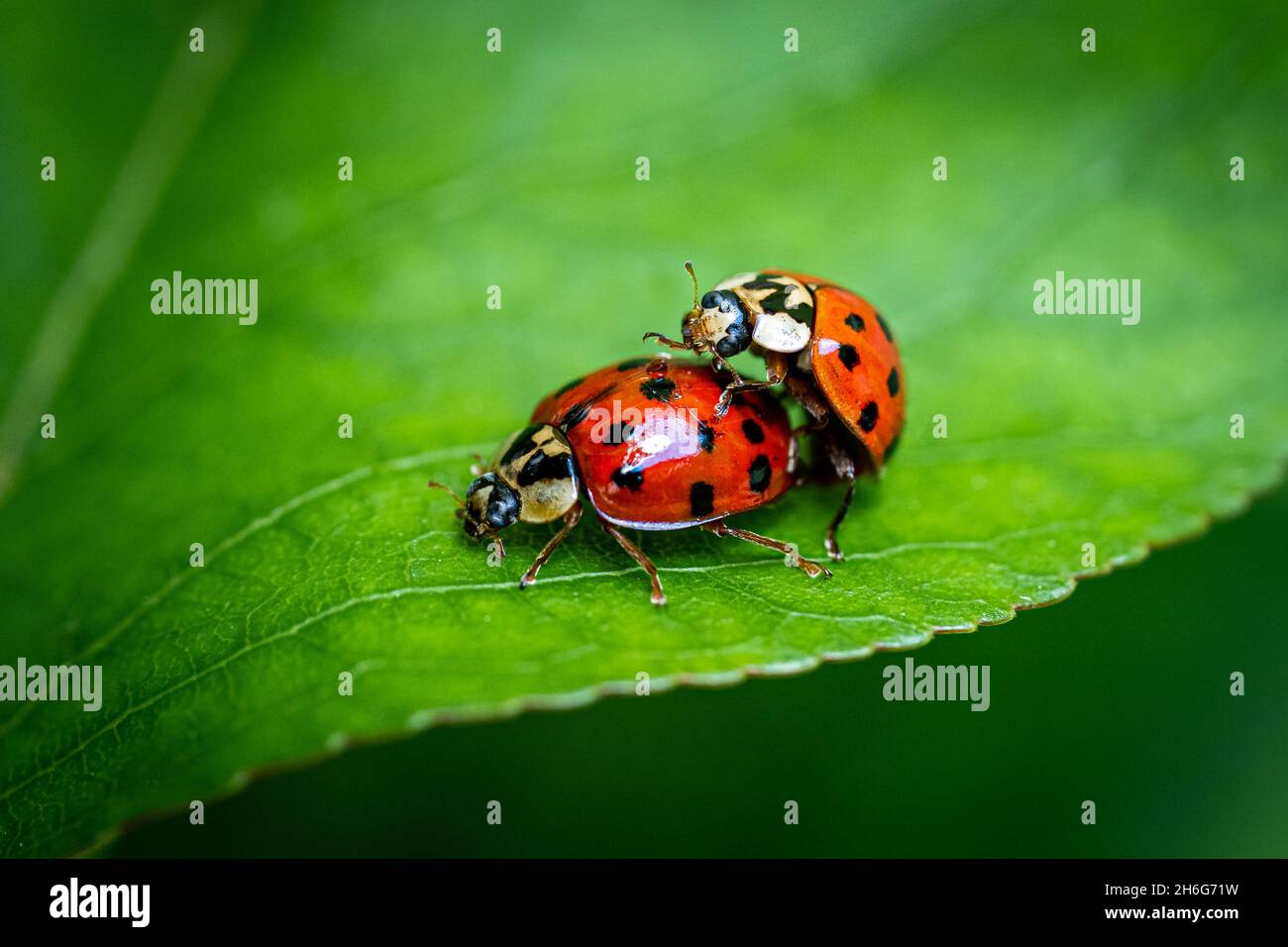 Due ladybugs (Coccinellidae, ladybirds, scarabei della signora) che si accoppiano su una foglia verde Foto Stock