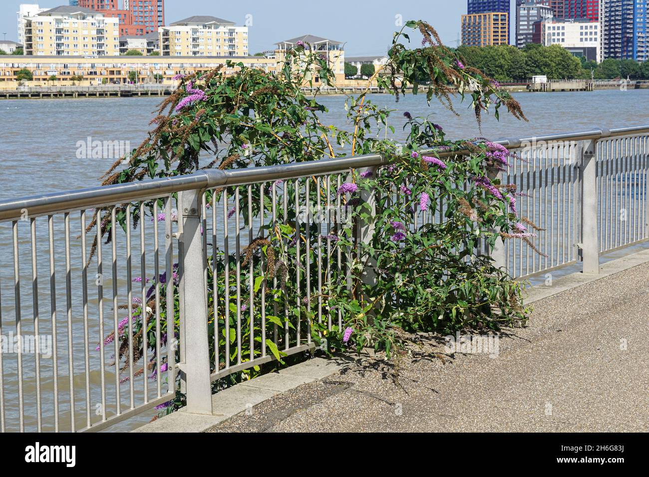Buddleja davidii che cresce lungo la riva del Tamigi a Londra Inghilterra Regno Unito Foto Stock