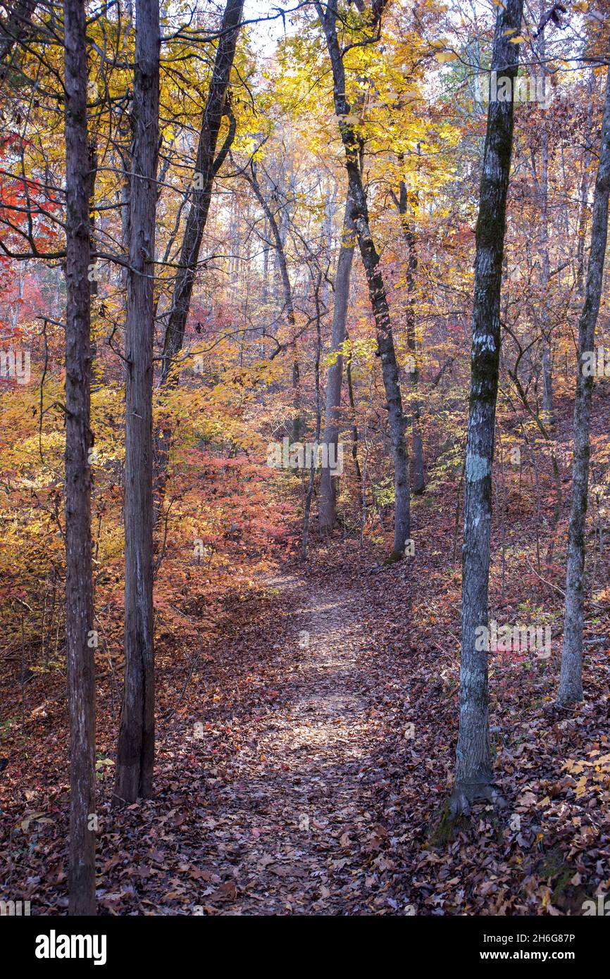 Un sentiero escursionistico in una riserva naturale si snoda attraverso alberi colorati in autunno. Foto Stock