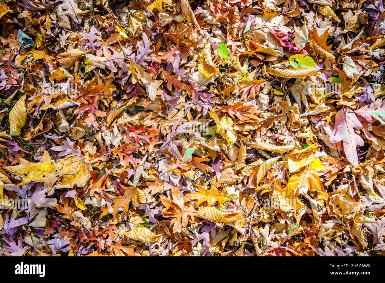 Immagine ravvicinata delle foglie cadute sul terreno Foto Stock