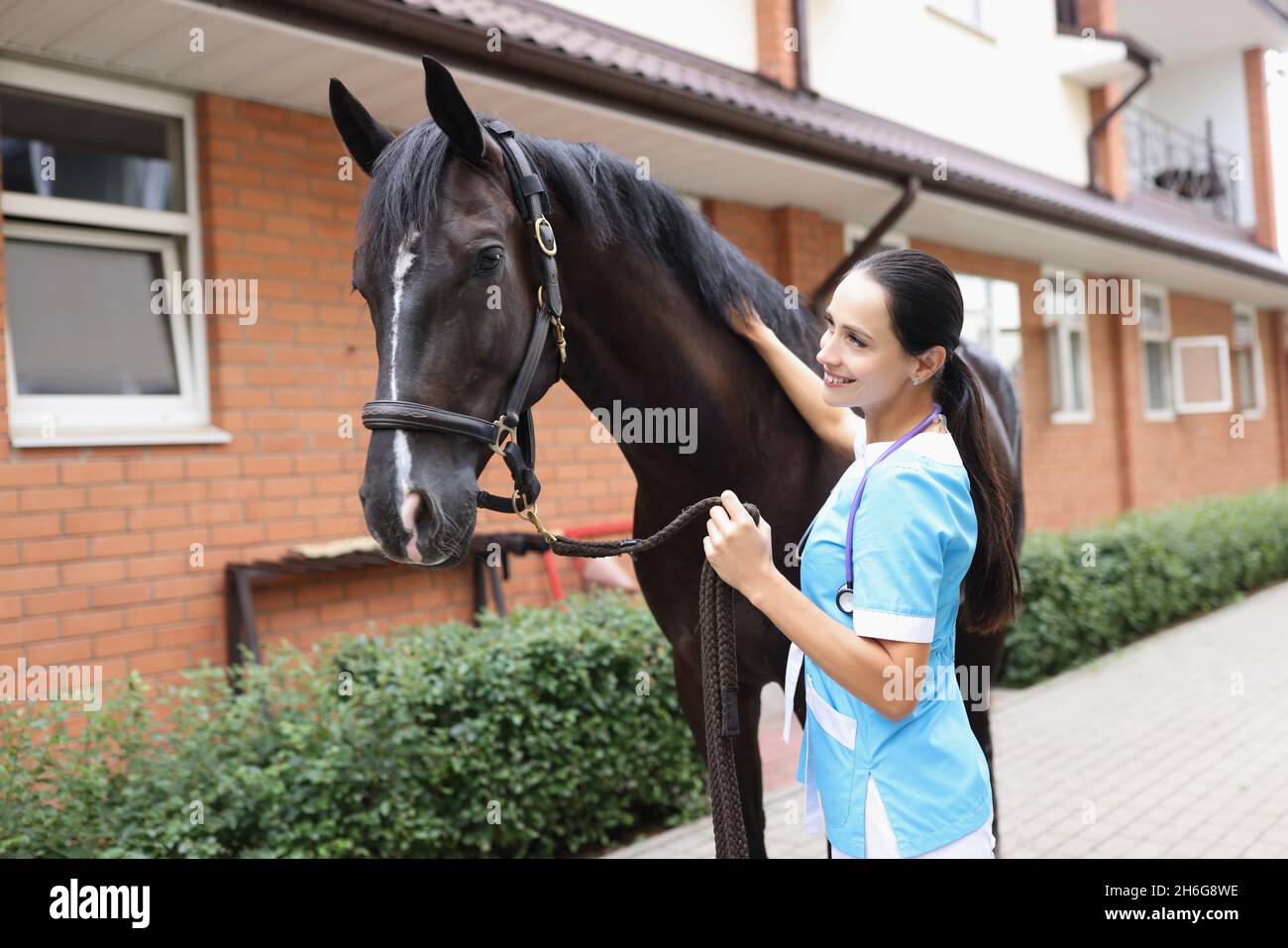 Il veterinario femminile conduce l'esame fisico del cavallo nero Foto Stock
