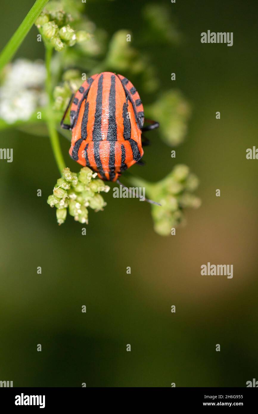 Hemipteros, insetti nel loro ambiente naturale. Fotografia macro. Foto Stock