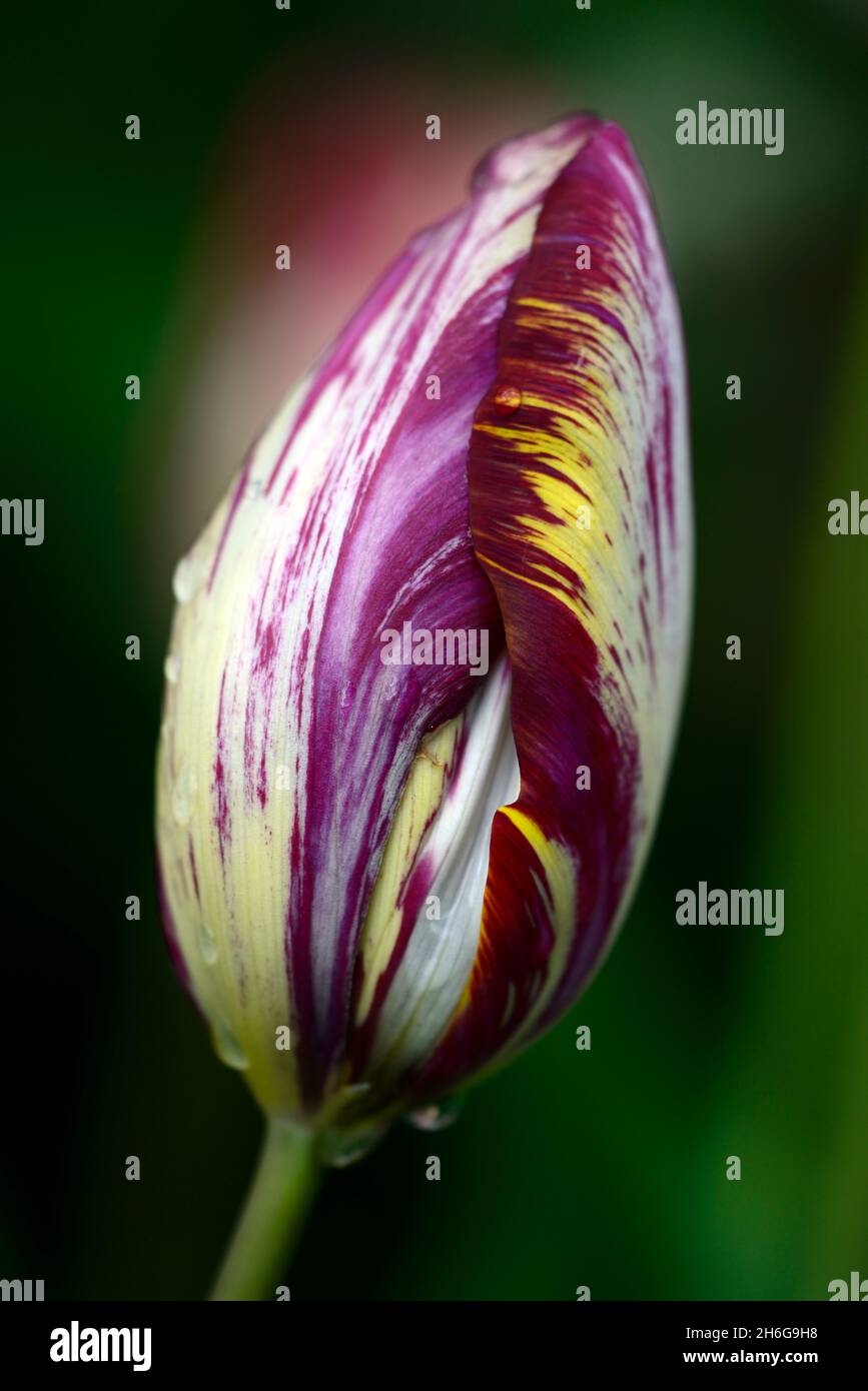 Tulipa The Lizard,Tulipa The Lizard,rembrandt tulip,English Florist Tulip,Broken tulip,Tulip Breaking Virus,Flamed marcats,marked,viral,virus,plant v Foto Stock