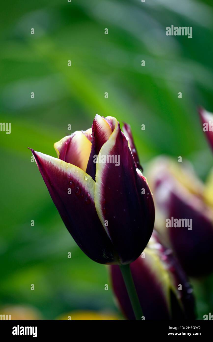 Tulipa Gavota,tulipano gavota,trionfo tulipano,mogano scuro-rosso con crema e limone Bordo,tulipani,tulipano,fioritura,primavera,bulbi,tulipani fioriti trionfali,RM Foto Stock