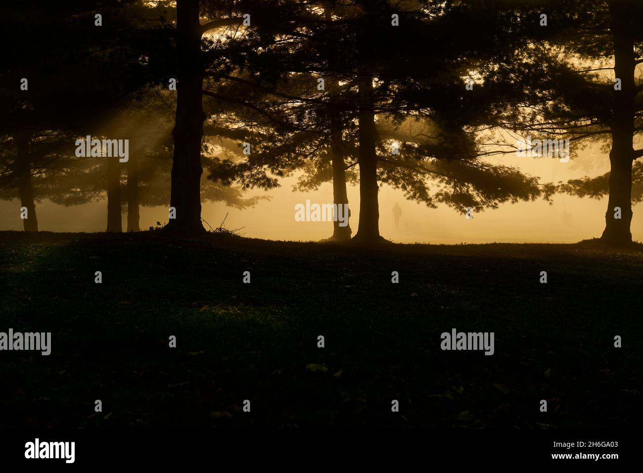 cane a piedi nel parco foggy Foto Stock
