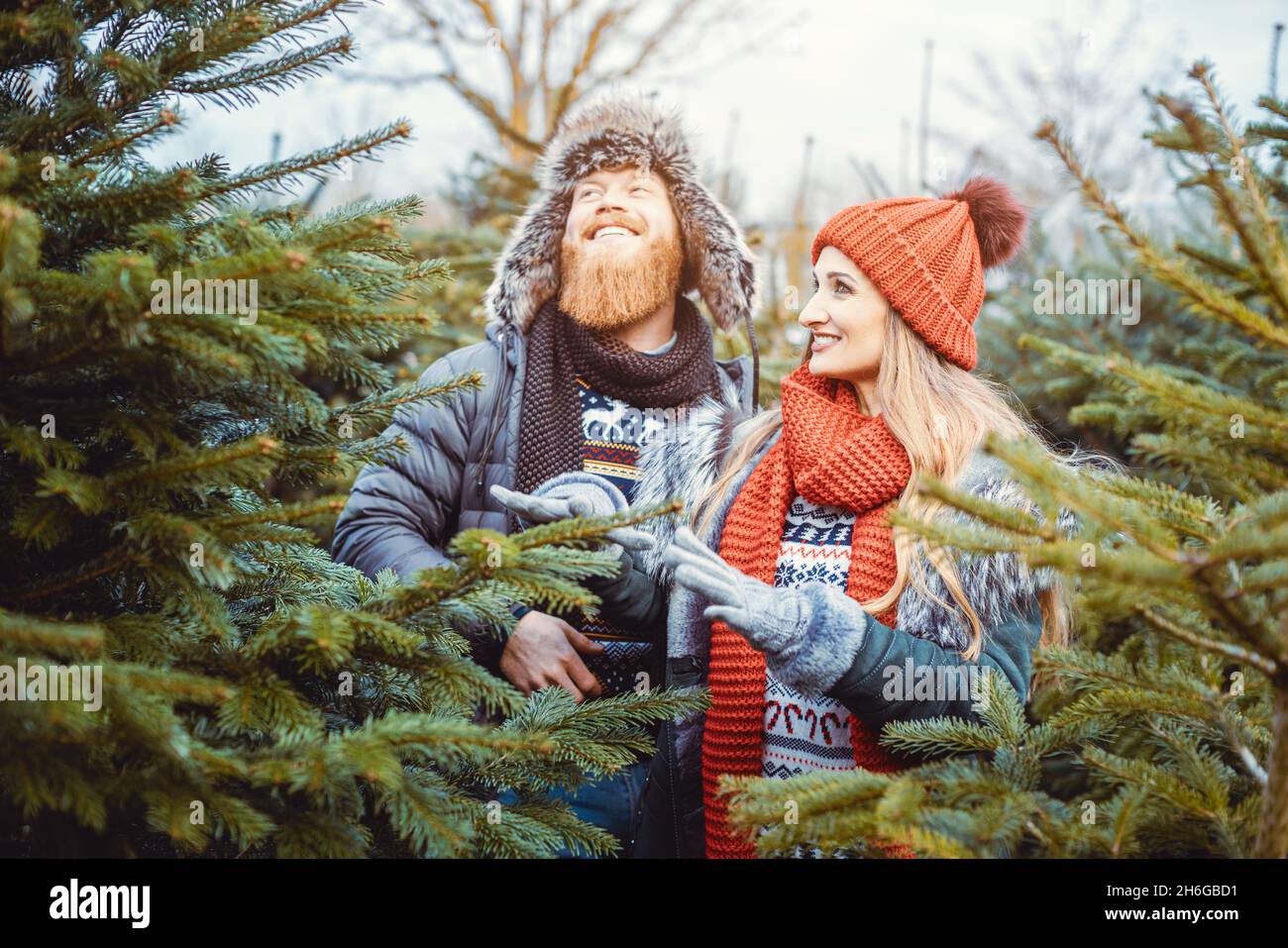 Donna e uomo che scelgono un albero di Natale per la loro casa Foto Stock