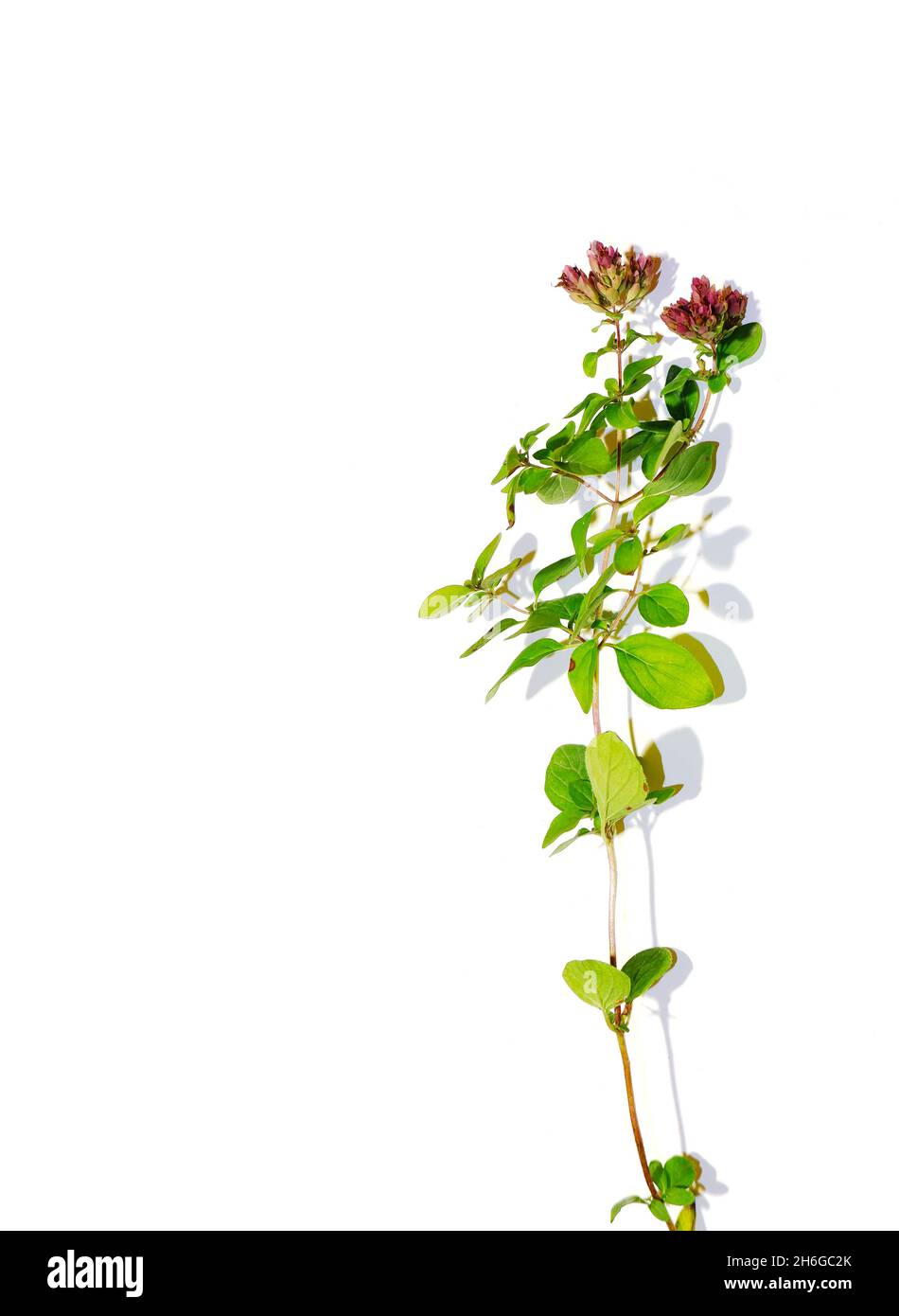 Un rametto di origano con infiorescenze e foglie su sfondo bianco. Foto Stock