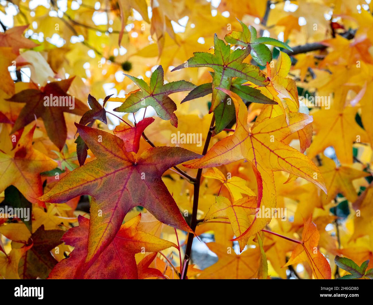 Fuoco selettivo delle foglie di liquidambar (albero di gomma dolce) in autunno con sfondo sfocato - sfondo autunnale Foto Stock