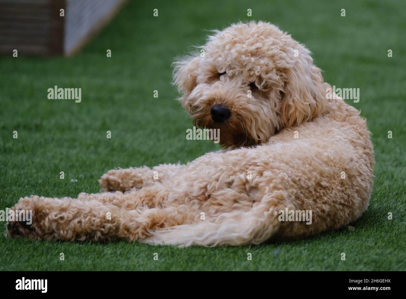 Cockapoo cane in giardino Foto Stock