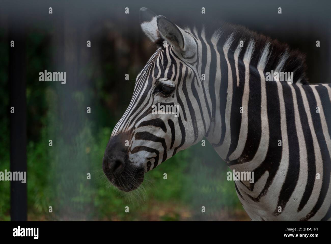 zebra animale selvaggia in natura Foto Stock