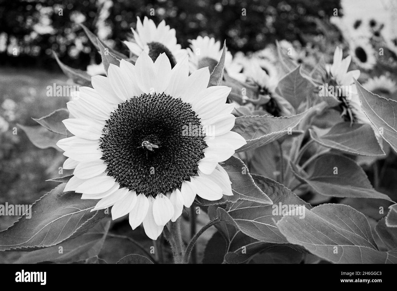 Api che atterrano su girasoli maturi in campo. Londonderry, NH - catturato su Ilford XP2 film in bianco e nero. Foto Stock