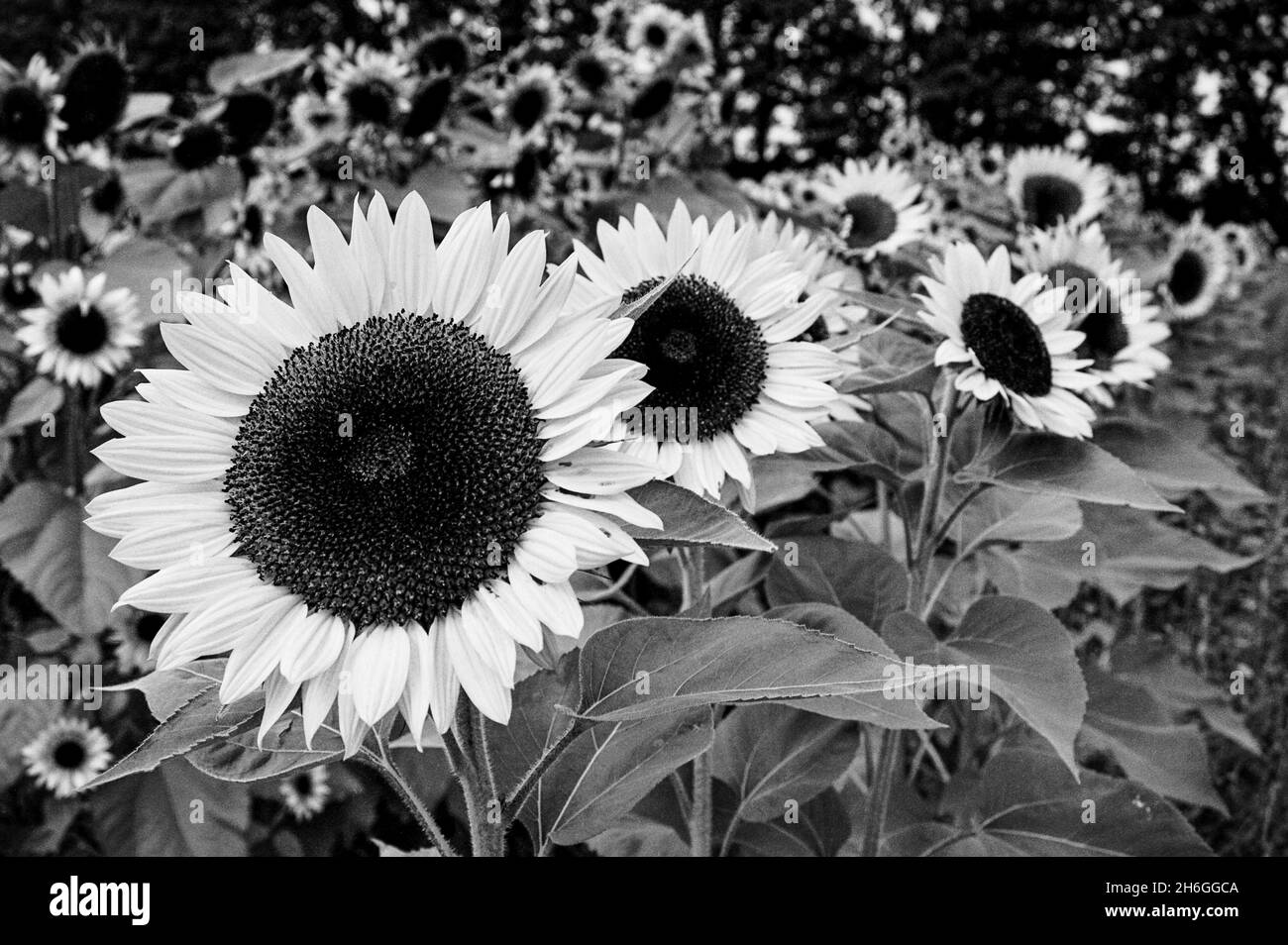Api che atterrano su girasoli maturi in campo. Londonderry, NH - catturato su Ilford XP2 film in bianco e nero. Foto Stock
