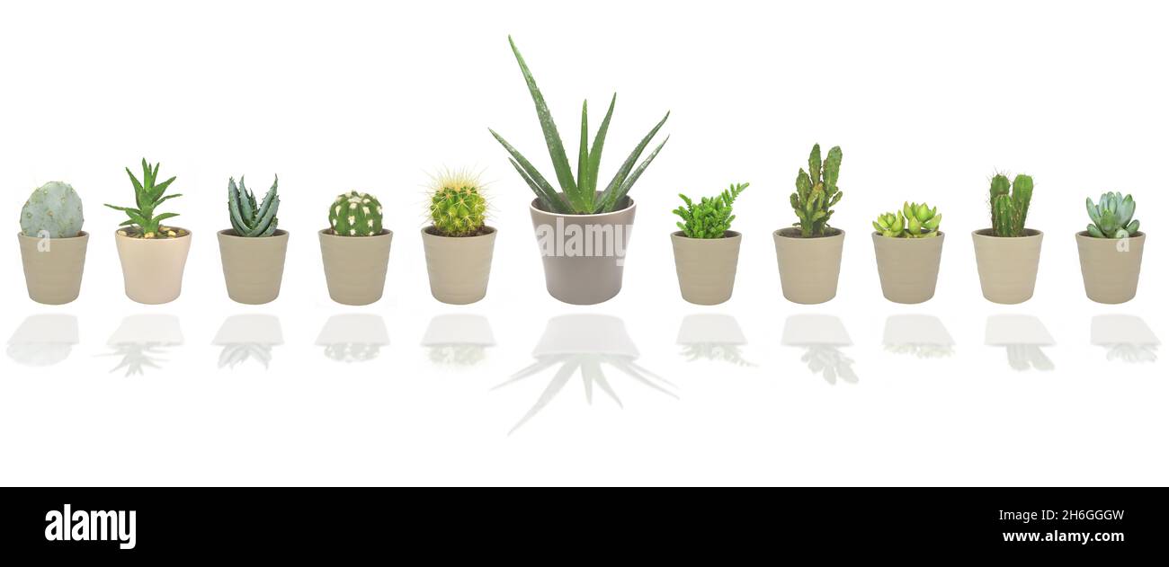 Set di cactus e succulenti allineati su sfondo bianco Foto Stock