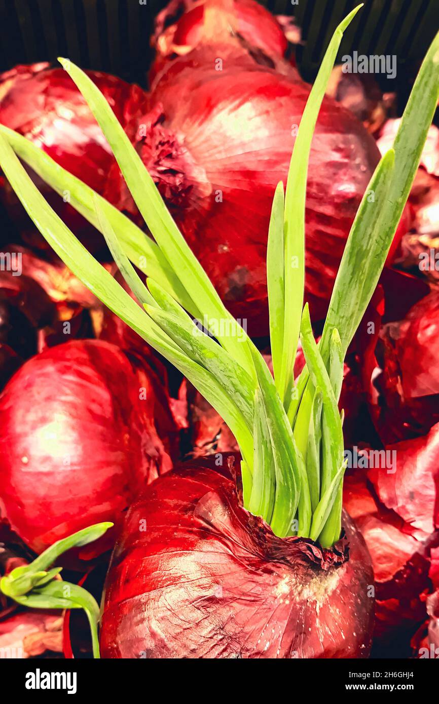 Cipolla rossa germogliata. Piume di cipolla verde. Cibo biologico. Vegetazione crescente a casa. Foto Stock