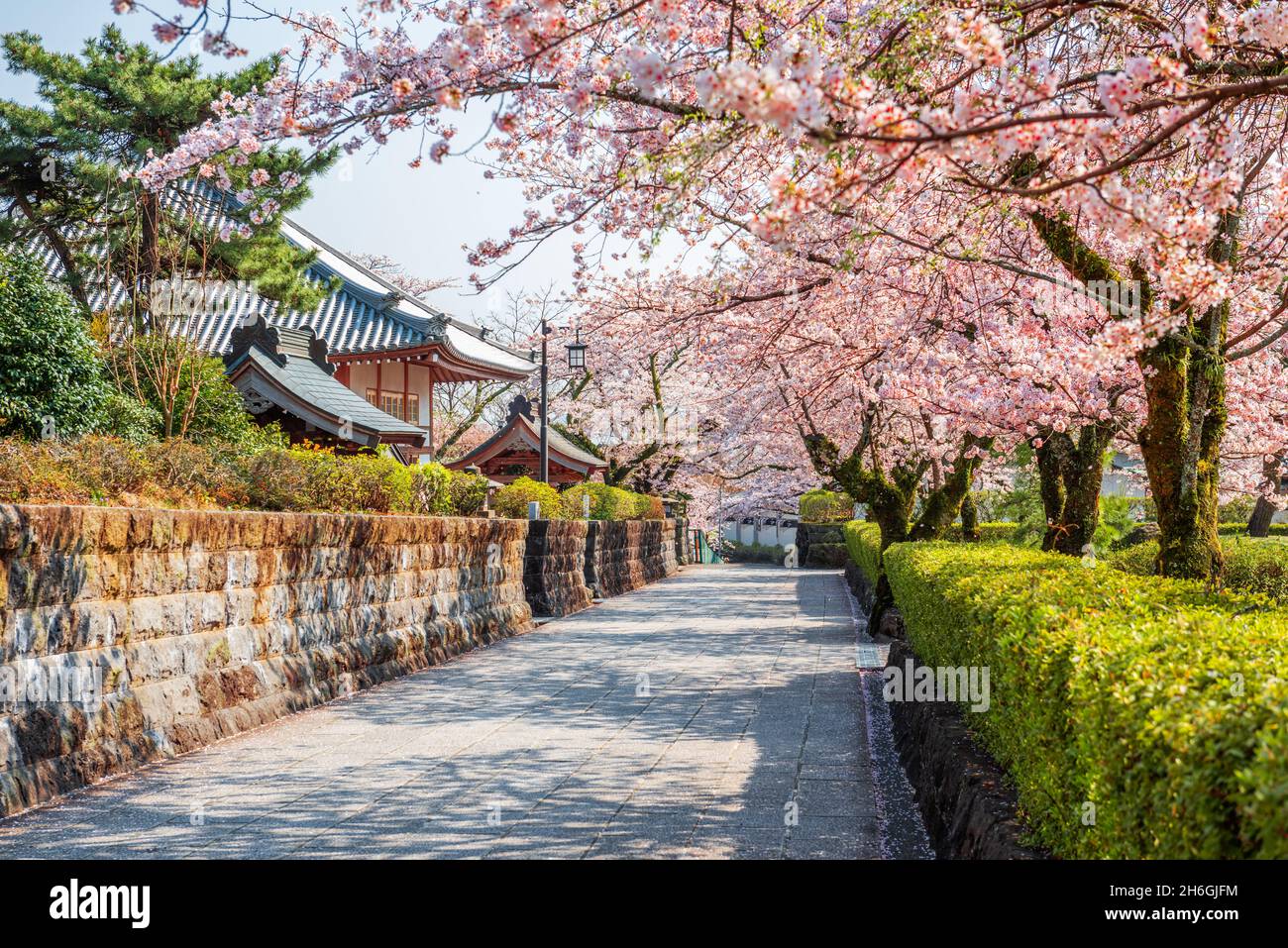 Shizuoka, le strade della città vecchia giapponese con fiori di ciliegio nella stagione primaverile. Foto Stock