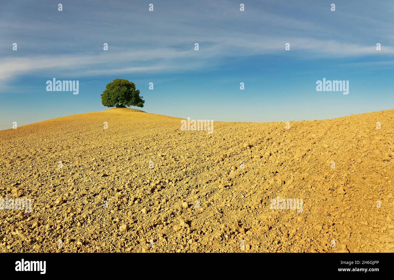 Veduta aerea del bellissimo paesaggio della Toscana in Italia, vicino a Montalcino, colline coltivate a grano, campo giallo arato con una sola grata Foto Stock